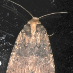 Proteuxoa nycteris (A Noctuid moth) at Ainslie, ACT - 18 May 2020 by jbromilow50