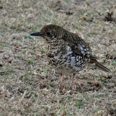 Zoothera lunulata (Bassian Thrush) at Black Range, NSW - 21 Sep 2018 by AndrewMcCutcheon