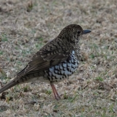 Zoothera lunulata at Black Range, NSW - 21 Sep 2018