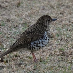 Zoothera lunulata at Black Range, NSW - 21 Sep 2018 05:37 PM