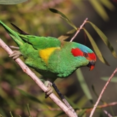 Glossopsitta concinna (Musk Lorikeet) at Black Range, NSW - 25 Oct 2016 by AndrewMcCutcheon