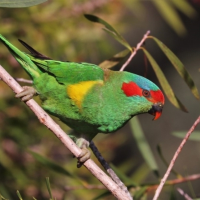 Glossopsitta concinna (Musk Lorikeet) at Black Range, NSW - 24 Oct 2016 by AndrewMcCutcheon