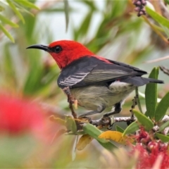 Myzomela sanguinolenta (Scarlet Honeyeater) at Black Range, NSW - 11 Oct 2015 by AndrewMcCutcheon