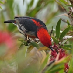 Myzomela sanguinolenta at Black Range, NSW - 11 Oct 2015