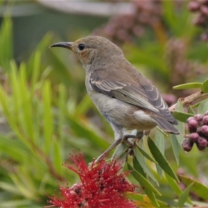 Myzomela sanguinolenta at Black Range, NSW - 11 Oct 2015