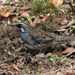 Cinclosoma punctatum (Spotted Quail-thrush) at Black Range, NSW - 7 Dec 2016 by AndrewMcCutcheon