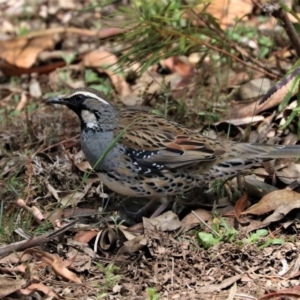 Cinclosoma punctatum at Black Range, NSW - suppressed