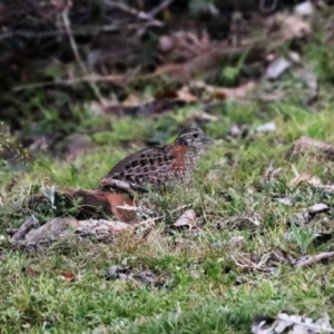 Turnix varius at Black Range, NSW - 28 Oct 2016