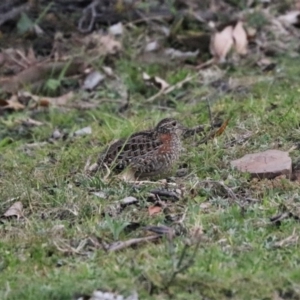 Turnix varius at Black Range, NSW - 28 Oct 2016