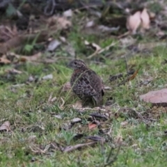 Turnix varius at Black Range, NSW - 28 Oct 2016