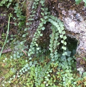 Asplenium flabellifolium at Coree, ACT - 20 May 2020