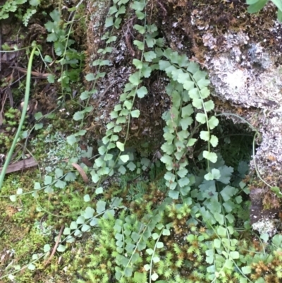 Asplenium flabellifolium (Necklace Fern) at Stony Creek - 20 May 2020 by JaneR