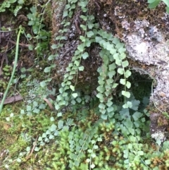 Asplenium flabellifolium (Necklace fern) at Stony Creek - 20 May 2020 by JaneR
