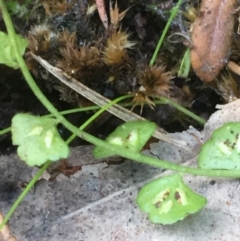 Asplenium flabellifolium at Coree, ACT - 20 May 2020