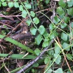 Asplenium flabellifolium at Coree, ACT - 20 May 2020