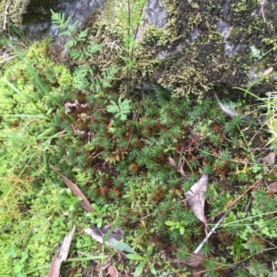 Polytrichaceae at Stony Creek - 20 May 2020 by JaneR