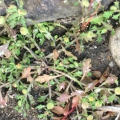 Centipeda minima subsp. minima (Spreading Sneezeweed) at Uriarra Recreation Reserve - 20 May 2020 by JaneR