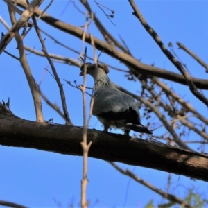 Lopholaimus antarcticus at Black Range, NSW - 19 Nov 2017