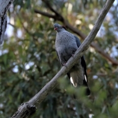 Lopholaimus antarcticus at Black Range, NSW - 19 Nov 2017