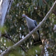 Lopholaimus antarcticus at Black Range, NSW - 19 Nov 2017 04:00 PM