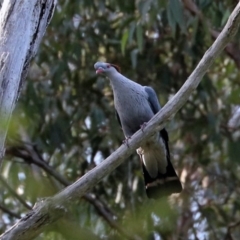 Lopholaimus antarcticus at Black Range, NSW - 19 Nov 2017