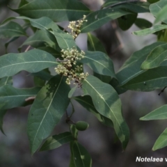 Lopholaimus antarcticus at Black Range, NSW - 19 Nov 2017