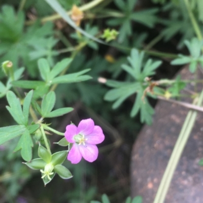 Geranium solanderi (Native Geranium) at Uriarra Recreation Reserve - 20 May 2020 by JaneR