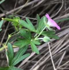 Geranium solanderi at Coree, ACT - 20 May 2020