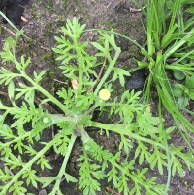 Cotula australis (Common Cotula, Carrot Weed) at Coree, ACT - 20 May 2020 by JaneR