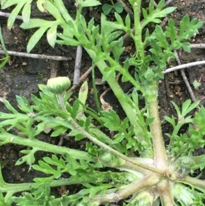 Cotula australis at Coree, ACT - 20 May 2020