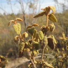 Correa reflexa var. reflexa (Common Correa, Native Fuchsia) at Bullen Range - 22 Jan 2020 by michaelb