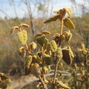 Correa reflexa var. reflexa at Greenway, ACT - 22 Jan 2020