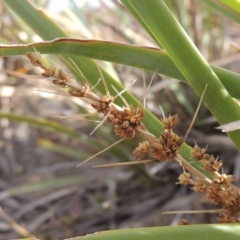 Lomandra longifolia (Spiny-headed Mat-rush, Honey Reed) at Greenway, ACT - 22 Jan 2020 by michaelb