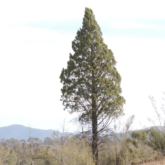 Callitris endlicheri (Black Cypress Pine) at Greenway, ACT - 22 Jan 2020 by MichaelBedingfield