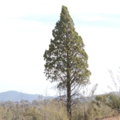 Callitris endlicheri (Black Cypress Pine) at Bullen Range - 22 Jan 2020 by michaelb