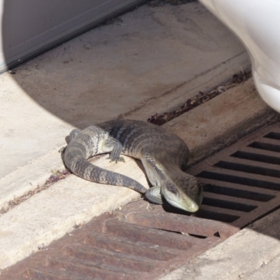 Tiliqua scincoides scincoides (Eastern Blue-tongue) at Bega, NSW - 20 May 2020 by MatthewHiggins