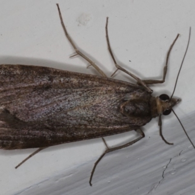 Achyra affinitalis (Cotton Web Spinner) at Ainslie, ACT - 20 May 2020 by jbromilow50