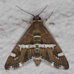 Spoladea recurvalis (Beet Webworm) at Ainslie, ACT - 20 May 2020 by jbromilow50