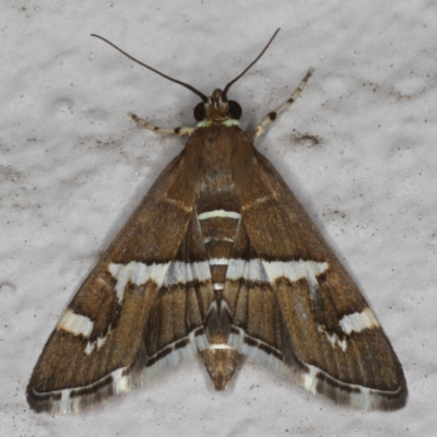 Spoladea recurvalis (Beet Webworm) at Ainslie, ACT - 20 May 2020 by jb2602