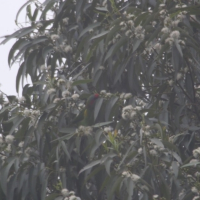 Glossopsitta concinna (Musk Lorikeet) at Budgong, NSW - 6 Feb 2020 by Ry