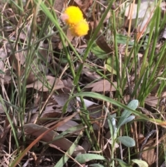 Chrysocephalum apiculatum (Common Everlasting) at Kameruka, NSW - 21 May 2020 by LisaWhite