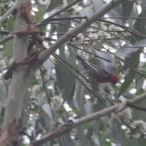 Myzomela sanguinolenta at Budgong, NSW - 17 Jan 2020