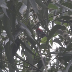 Myzomela sanguinolenta at Budgong, NSW - 17 Jan 2020