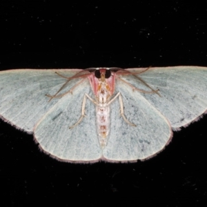 Chlorocoma dichloraria at Ainslie, ACT - 20 May 2020