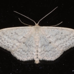 Scopula optivata (Varied Wave) at Ainslie, ACT - 20 May 2020 by jb2602