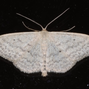 Scopula optivata at Ainslie, ACT - 20 May 2020 06:35 PM