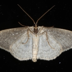 Scopula optivata at Ainslie, ACT - 20 May 2020 06:35 PM