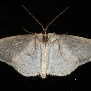 Scopula optivata at Ainslie, ACT - 20 May 2020 06:35 PM