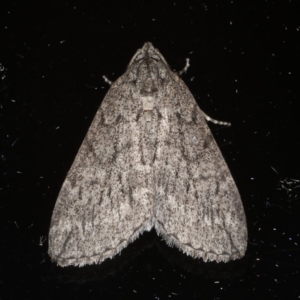 Lepidoptera unclassified ADULT moth at Ainslie, ACT - 20 May 2020