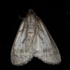Lepidoptera unclassified ADULT moth at Ainslie, ACT - 20 May 2020